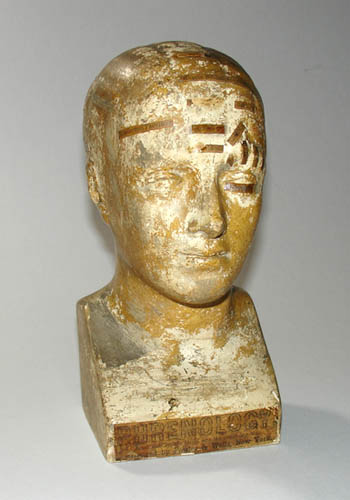Vago Phrenology Bust