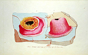 anemones
