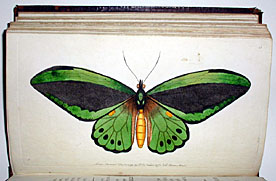 butterfly