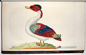 duck