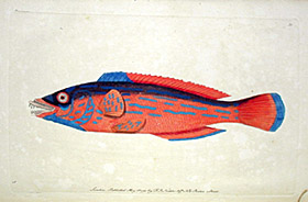 detail: fish