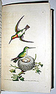 hummingbirds