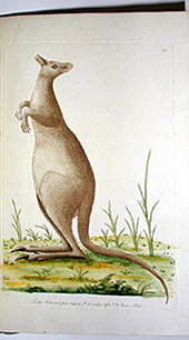 kangaroo