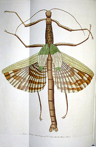 mantis