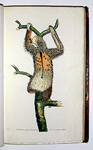 sloth