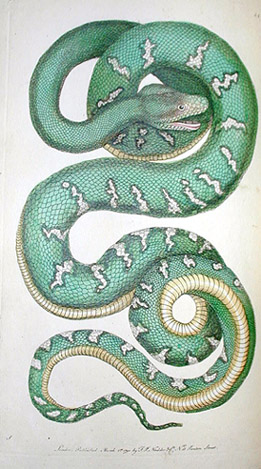 snake