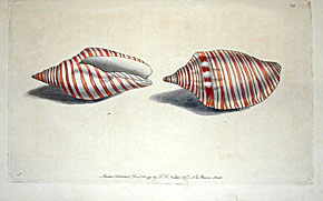 volute