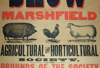 Cattle Poster