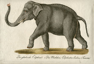 Female Asiatic Elephant
