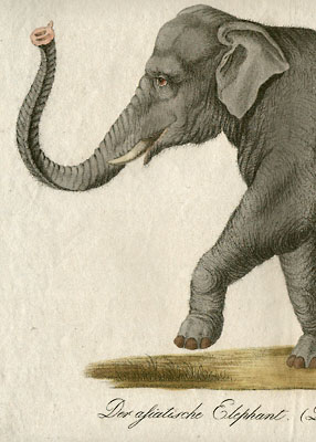 Detail of Female Asiatic Elephant