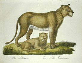 Female Lion
