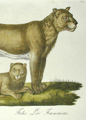 Detail of Female Lion