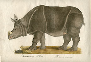 Rhinoceros