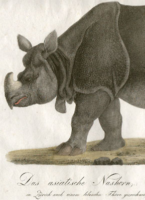 Detail of Asian Rhinoceros