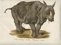Brodtman Animals