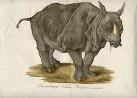 One-horned Rhinoceros