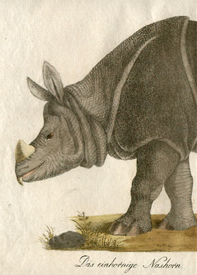 Detail of Rhinoceros