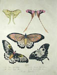 Brodtmann Butterflies and Moths