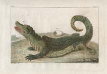 Alligator Study