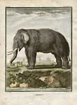 Buffon elephant