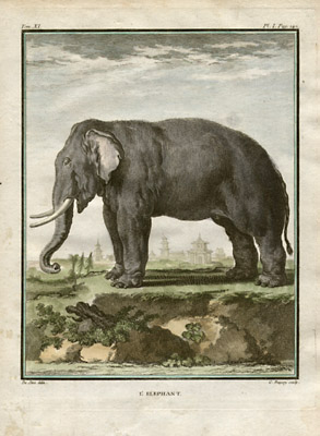 L'Elephant