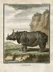 Buffon Rhinoceros