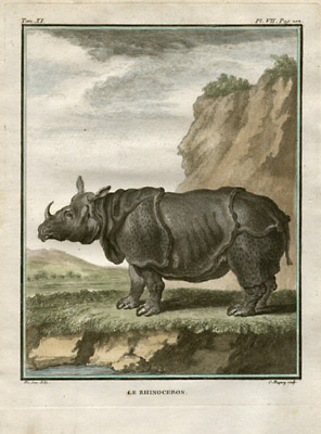 Buffon Rhinoceros