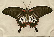Six Butterfly Natural History Studies