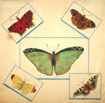 Natural History Study of Butterflies