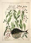 Catesby Studies