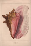 Queen Conch