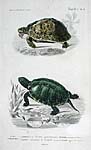 D'Orbigny Turtles