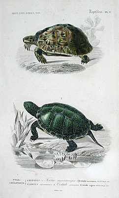 D'Orbigny Turtles