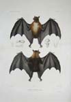D'Urville Bat