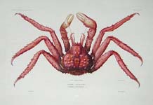D'Urville Crab