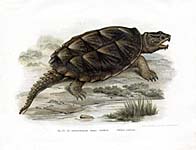 Fitzinger Turtle Prints