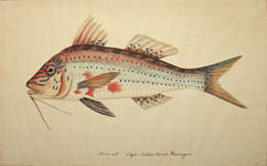 Blue-striped Goatfish