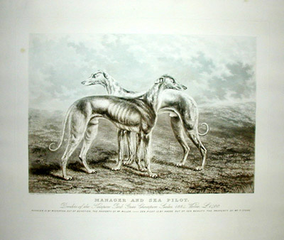 Manager and Sea Pilot racing greyhounds