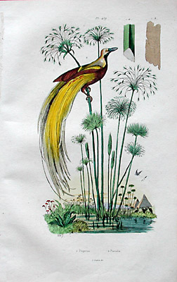 Bird of Paradise