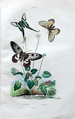 Butterflies