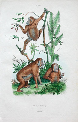Orangutans