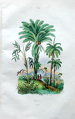 Palmiers Palm