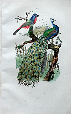 Peacock
