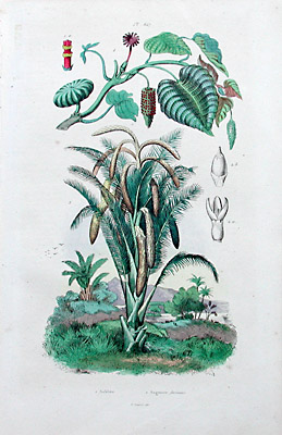 Sago Palm