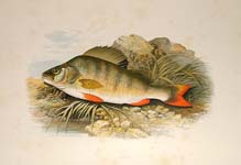 Houghton Fish