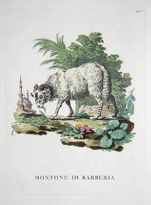 Allesandri