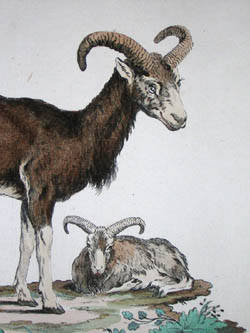 Allesandri