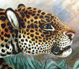 Leopard