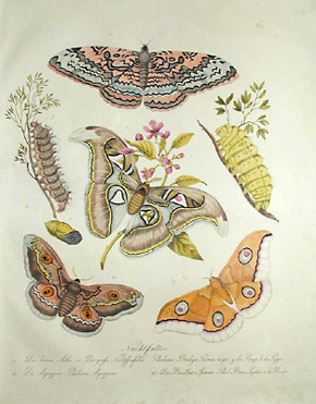 Brodtman Moths