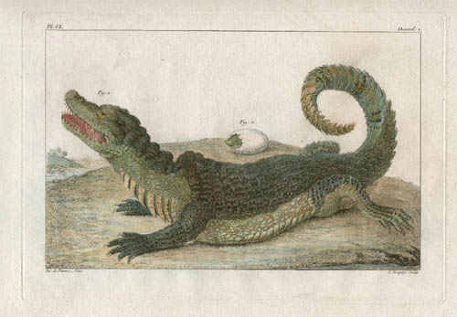 Buchoz Alligator